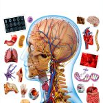 DK Children Human Body Book for Kids Ages 8-12 Anatomy Guide-0