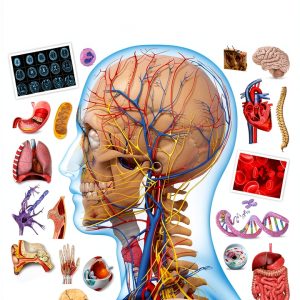 DK Children Human Body Book for Kids Ages 8-12 Anatomy Guide-0