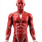 Lerner Publications Searchlight How Does Your Body Work? Kids Anatomy-0