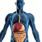 Lerner Publications Searchlight How Does Your Body Work? Kids Anatomy-0