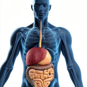 Lerner Publications Searchlight How Does Your Body Work? Kids Anatomy-0