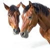 110V 400W Horse Clippers Kit by My Animal Command MAC400-5
